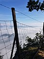 Ausblick vom Geierwandweg über der Nebeldecke 2