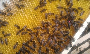 Bienen auf einem Rämchen voller Waben im Jahr 2013