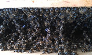 Bienen sitzen auf den Rahmen einer offenen Zarge in einem Bienenstock. Standort Ketzergasse 423, 1230 Wien