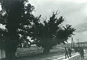 Rustenbäume beim Ortseingang